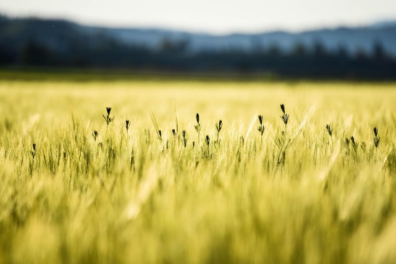 Yellow Color Palette